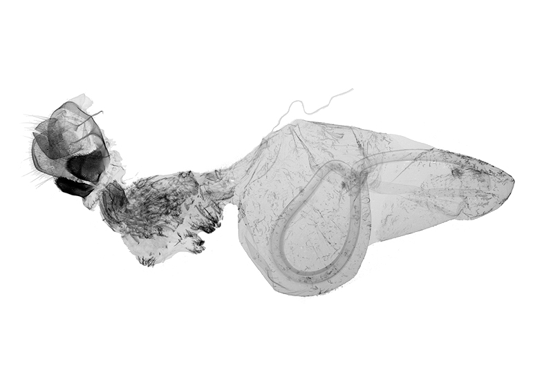 Xenotrachea irrorata Female